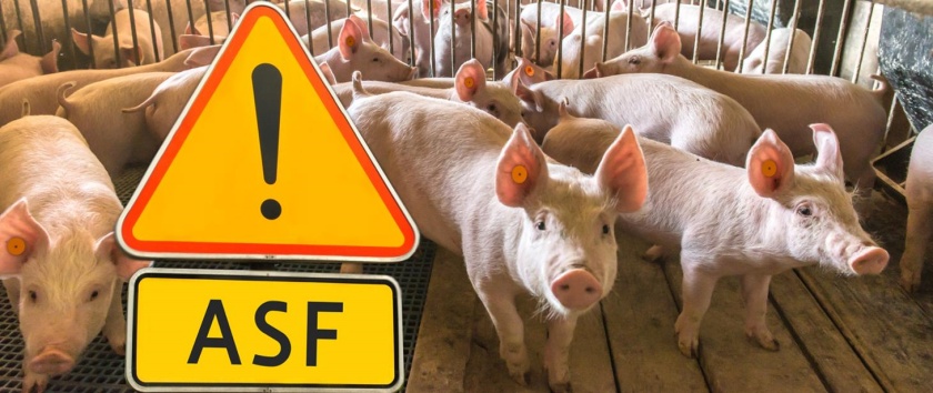 Afisz przedstawiający świnie, na afiszu napis ASF ze znakiem ostrzegawczym